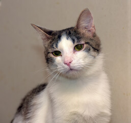a domestic cat with white fur and gray-brown striped spots.  