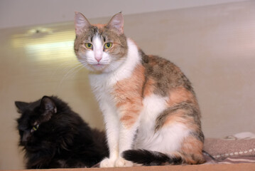 two cats sitting next to each other indoors. In the foreground is a graceful tricolor (tortoiseshell) cat with a white chest and paws, 