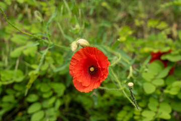 Obraz premium Field poppy red flower close up. Corn poppy or papaver rhoeas on blurred background