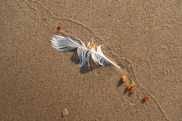 Amber stones on sea coast. Amber gems search on Baltic sea shore, fossilized tree resin crystals on sand