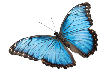 Stunning Blue Morpho Butterfly Isolated on a White Background - A Vivid Close-up of Nature's Intricate Wing Patterns