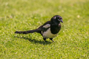 Black and white magpie walking on green grass.