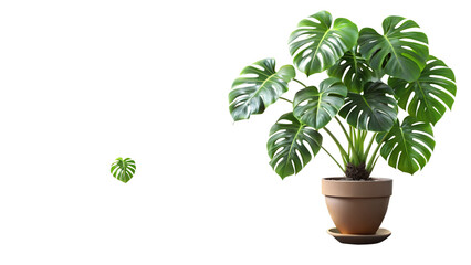 Fototapeta premium Monstera deliciosa plant in pot isolated on transparent background, a popular houseplant with distinctive split leaves, adding a touch of nature to any space