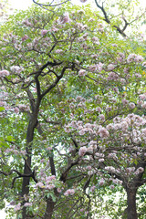 The branches are filled with blooming pink rosy trumpet tree flowers, creating a soft canopy of color