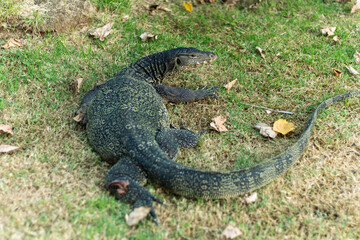 A large reptile monitor lizard resting on the grass with fallen leaves around it sprawled across the lawn, appearing calm and still.