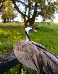 Fototapeta premium Crane in a field