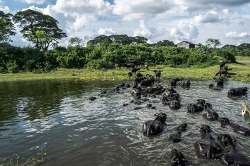   A herd of buffaloes in the water of a lake and back side cooling tower, village view