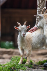 Young goat being petted by a visitor.