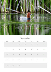 A3 Size 2026 Flip Calendar For Print Featuring Birds September