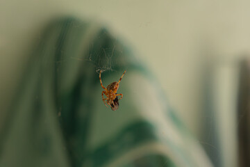 A orange cross spider hangs on its web and eats a fly