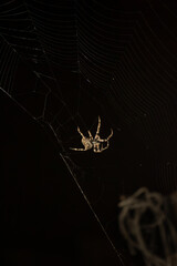 A gray cross spider hangs on its web at night 