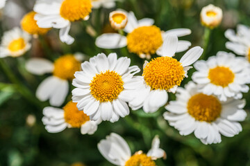 Macro shot of blooming white daisy flowers.