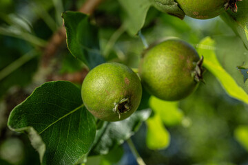 Unripe green pears growing on leafy tree branch.