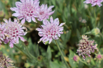 Detailed view of blooming purple flowers in natural habitat with vivid green foliage, exuding serene beauty and evoking feelings of tranquility and connection with nature.