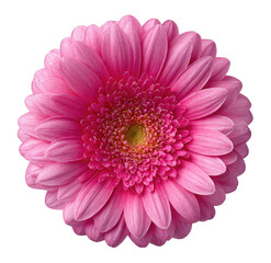 Close-up of a vibrant pink gerbera daisy