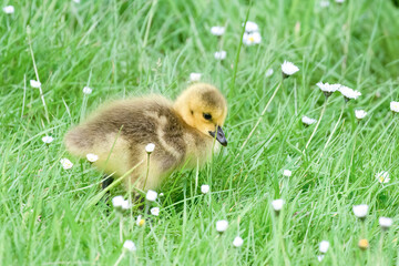 Canada Goose Gosling