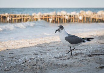 Close-up shot of a beautiful seagull on the seashore.