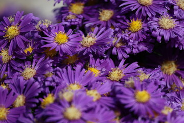 Close up of Flowers with a been carrying pollen
