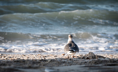 Seagull with its back turned, gazing out to sea. Concept of new beginnings, reflection.