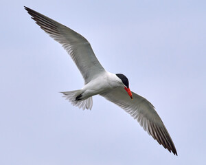 Caspian tern (Hydroprogne caspia)