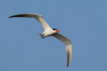 Caspian tern (Hydroprogne caspia)