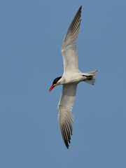 Caspian tern (Hydroprogne caspia)