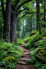 Fototapeta premium Lush forest path
