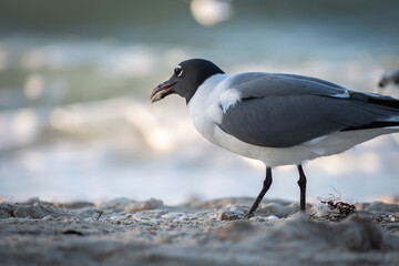 Close-up shot of a beautiful black-headed gull posing at the seashore. Chroicocephalus ridibundus