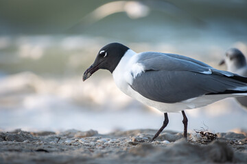 Close-up shot of a beautiful black-headed gull posing in profile at the seashore.