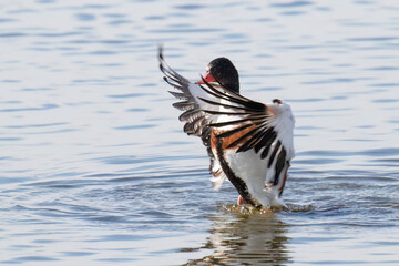 Shelduck Flapping