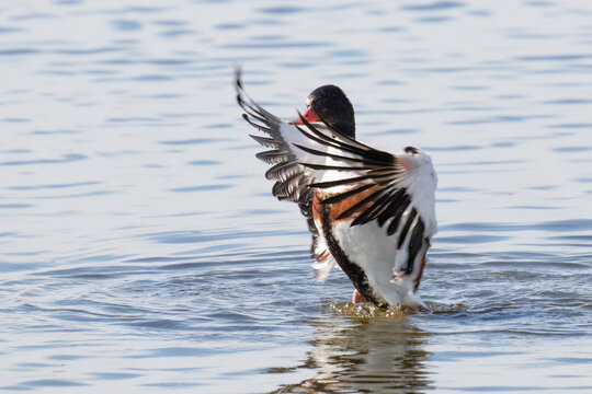 Shelduck Flapping