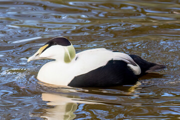 Eider Duck Swimming