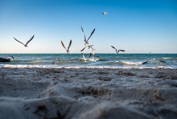 A flock of seagulls taking flight at the seashore. Concept of freedom, beginnings.