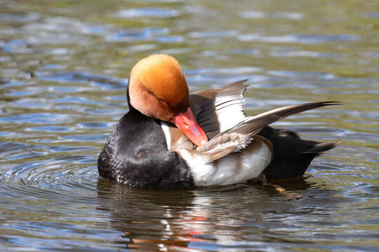 Red Crested Pochard Preening