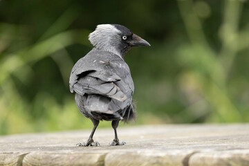 Close-Up of a Jackdaw Coloeus monedula Bird Perched on a Wooden Surface in Nature