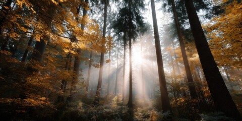 Sunlight filtering through tall autumn trees in serene forest setting