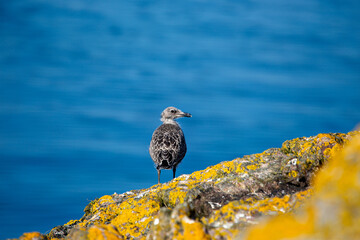 Herring Gull Chick (Larus argentatus) found on rocky coastal nesting sites across Europe and North America
