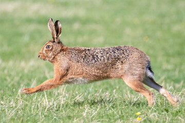 Brown Hare Running
