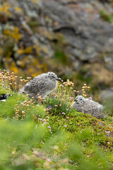 Herring Gull Chick (Larus argentatus) found on rocky coastal nesting sites across Europe and North America
