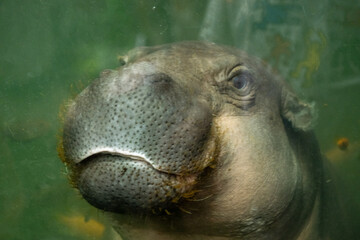 Curious underwater hippo close-up in zoo aquarium