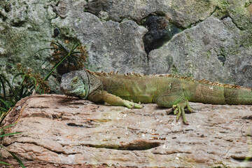 Relaxed green iguana resting on weathered log against rocky background in natural habitat