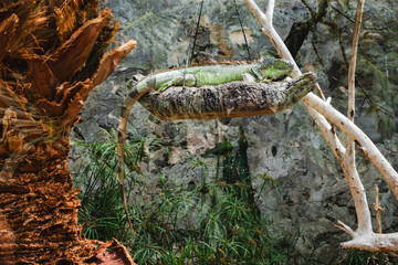 Relaxed iguana lounging on a tree branch in natural habitat