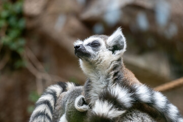 Fototapeta premium Relaxed lemur basking in sunlight at zoo with soft blurred background
