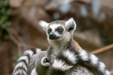 Fototapeta premium Curious ring-tailed lemur relaxing on tree branch in natural habitat
