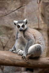 Ring tailed lemur resting on tree branch in natural habitat