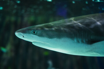 Naklejka premium Close-up of shark swimming gracefully underwater in ocean