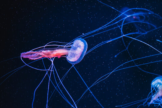 Vibrant jellyfish gracefully pulsating in deep blue ocean waters