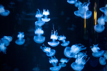 Mesmerizing blue jellyfish dance in dark ocean waters