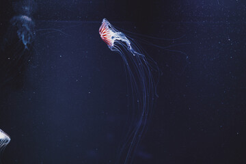 Elegant jellyfish floating gracefully in mysterious deep blue ocean