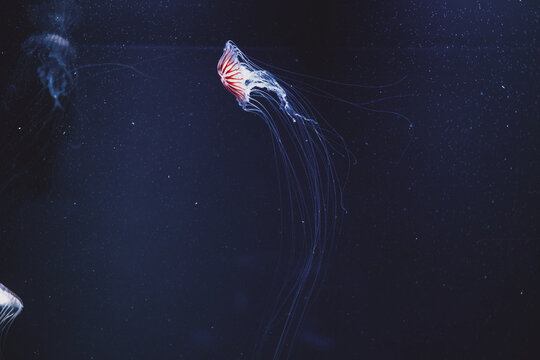 Elegant jellyfish floating gracefully in mysterious deep blue ocean